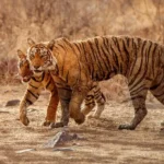 How To Reach Bandhavgarh National Park?