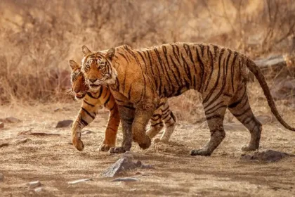 How To Reach Bandhavgarh National Park?