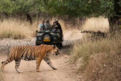 How To Reach Ranthambore National Park