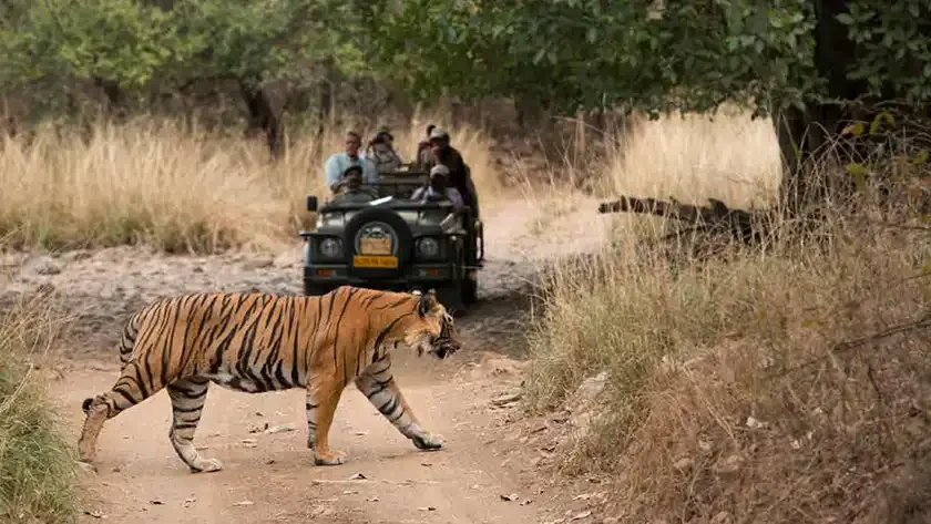 How To Reach Ranthambore National Park