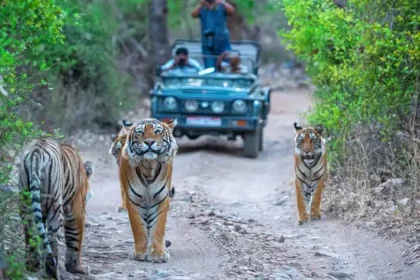 Jim Corbett National Park Tour Packages from Jaipur