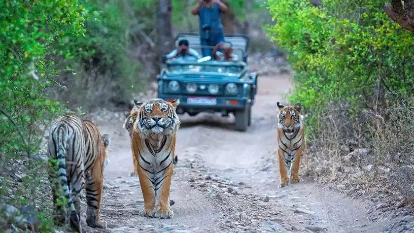 Jim Corbett National Park Tour Packages from Jaipur