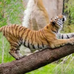 Places to Visit Near Bandhavgarh National Park