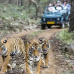 Ranthambore Tour Packages from Jaipur