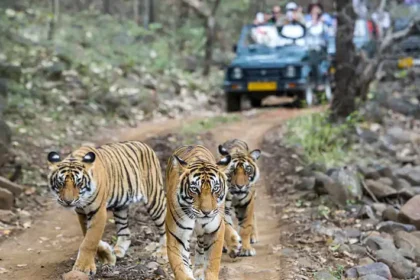 Ranthambore Tour Packages from Jaipur