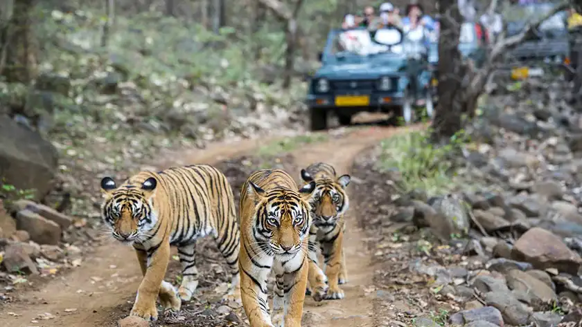 Ranthambore Tour Packages from Jaipur