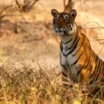 Things to do in Ranthambore National Park