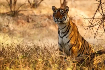 Things to do in Ranthambore National Park
