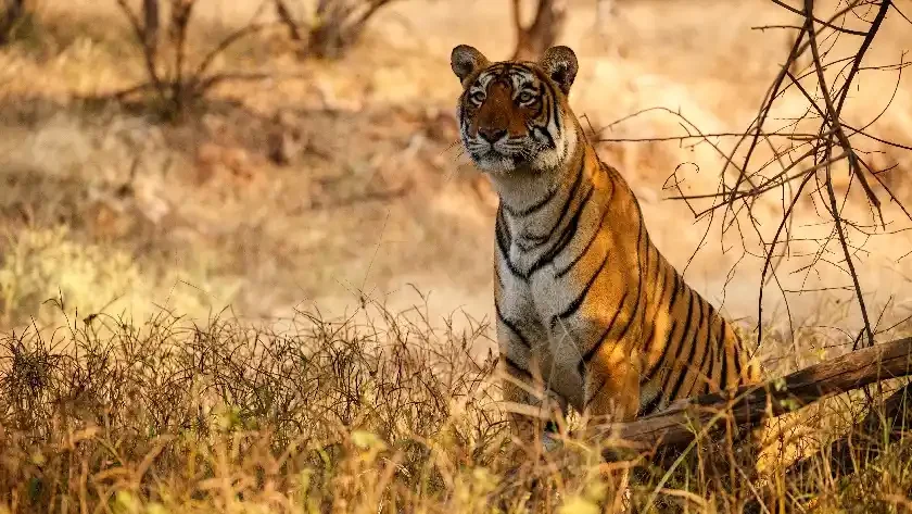 Things to do in Ranthambore National Park