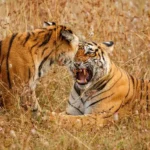 Types of Safari in Ranthambore National Park