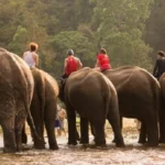 Best Wildlife Tour Operator In India - Snaptours