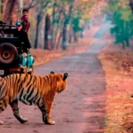 The Ultimate Guide To Sariska Safari Booking Online