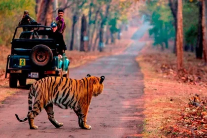 The Ultimate Guide To Sariska Safari Booking Online