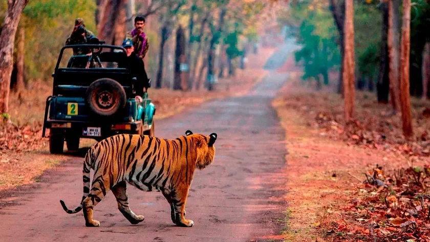 The Ultimate Guide To Sariska Safari Booking Online