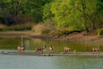 How to Plan Your Trip to Ranthambore National Park