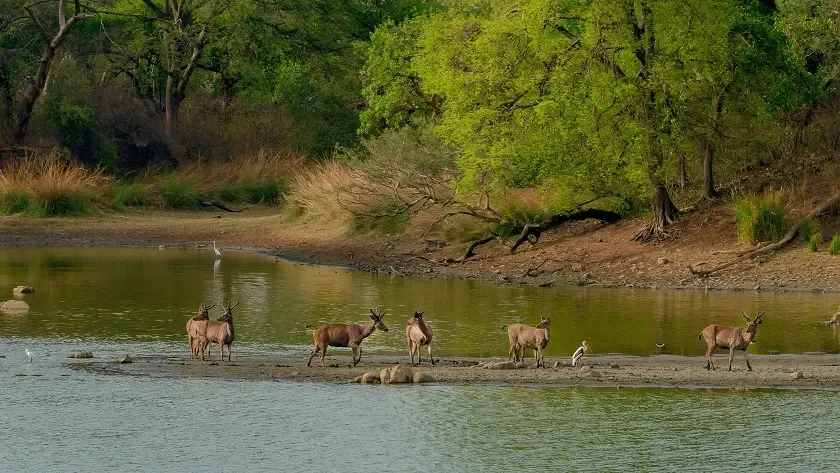 How to Plan Your Trip to Ranthambore National Park