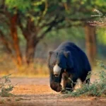 Things You Need To Know Before Booking For Jim Corbett National Park