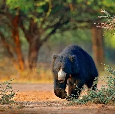 Things You Need To Know Before Booking For Jim Corbett National Park