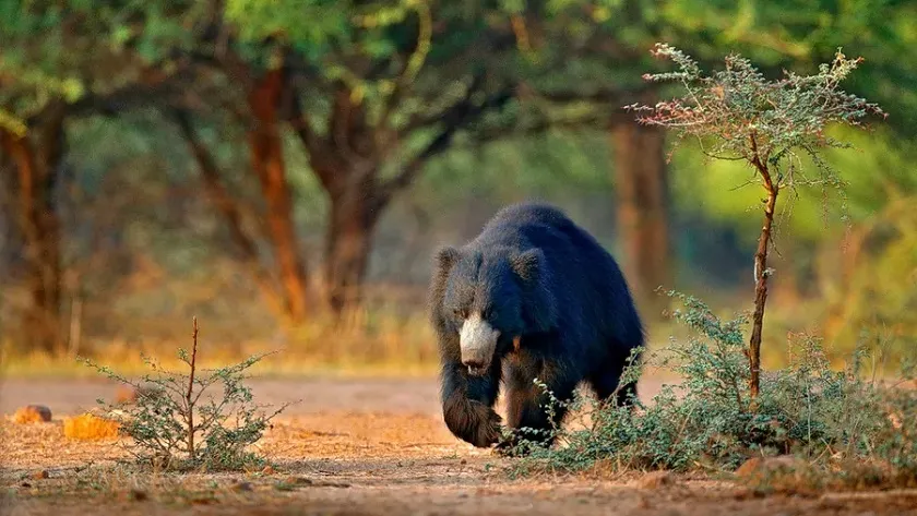 Things You Need To Know Before Booking For Jim Corbett National Park