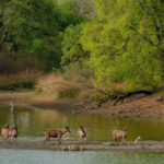 Ranthambore Tour Packages: A Journey into the Wild