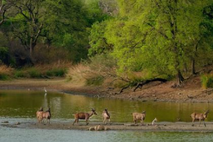 Ranthambore Tour Packages: A Journey into the Wild