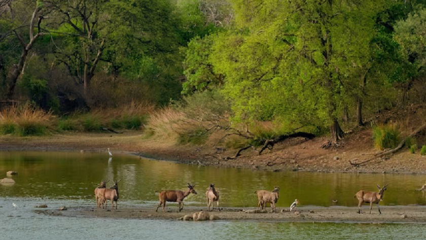 Ranthambore Tour Packages: A Journey into the Wild