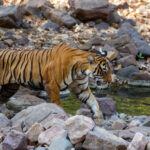 jim corbett safari booking