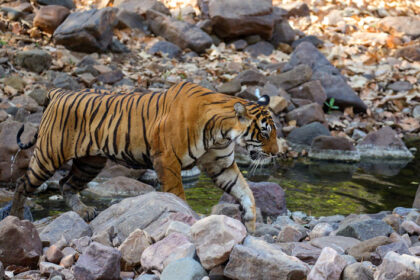 jim corbett safari booking