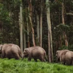 Jungle Safari In Jim Corbett