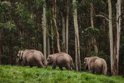 Jungle Safari In Jim Corbett