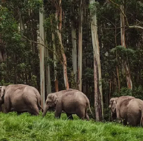 Jungle Safari In Jim Corbett