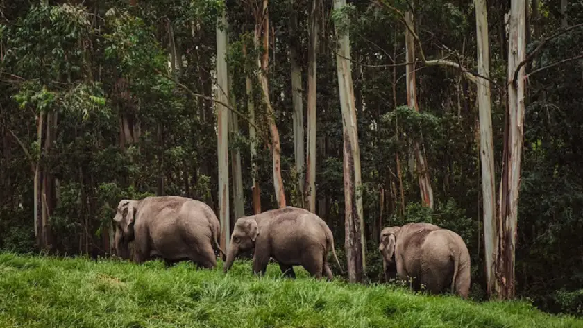 Jungle Safari In Jim Corbett