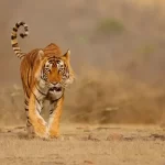 Everything You Need To Know About Ranthambore Safari Booking