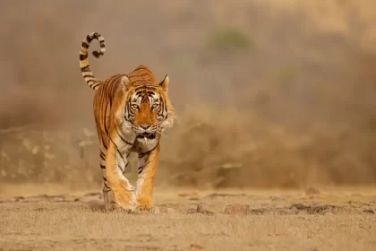Everything You Need To Know About Ranthambore Safari Booking