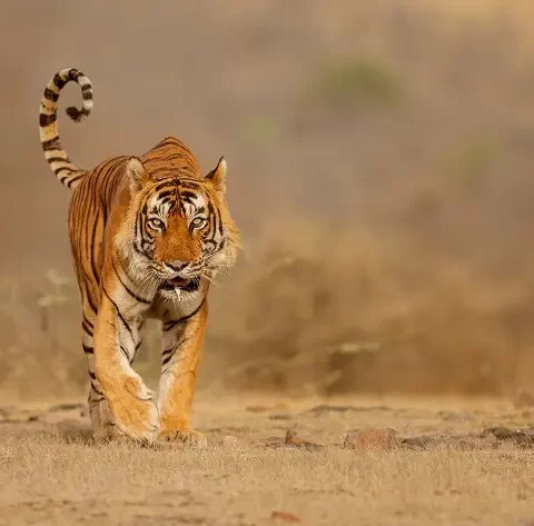 Everything You Need To Know About Ranthambore Safari Booking