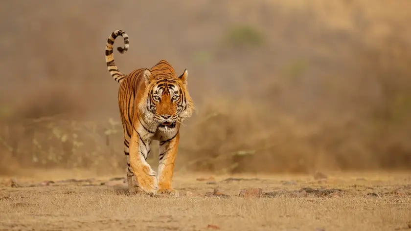 Everything You Need To Know About Ranthambore Safari Booking