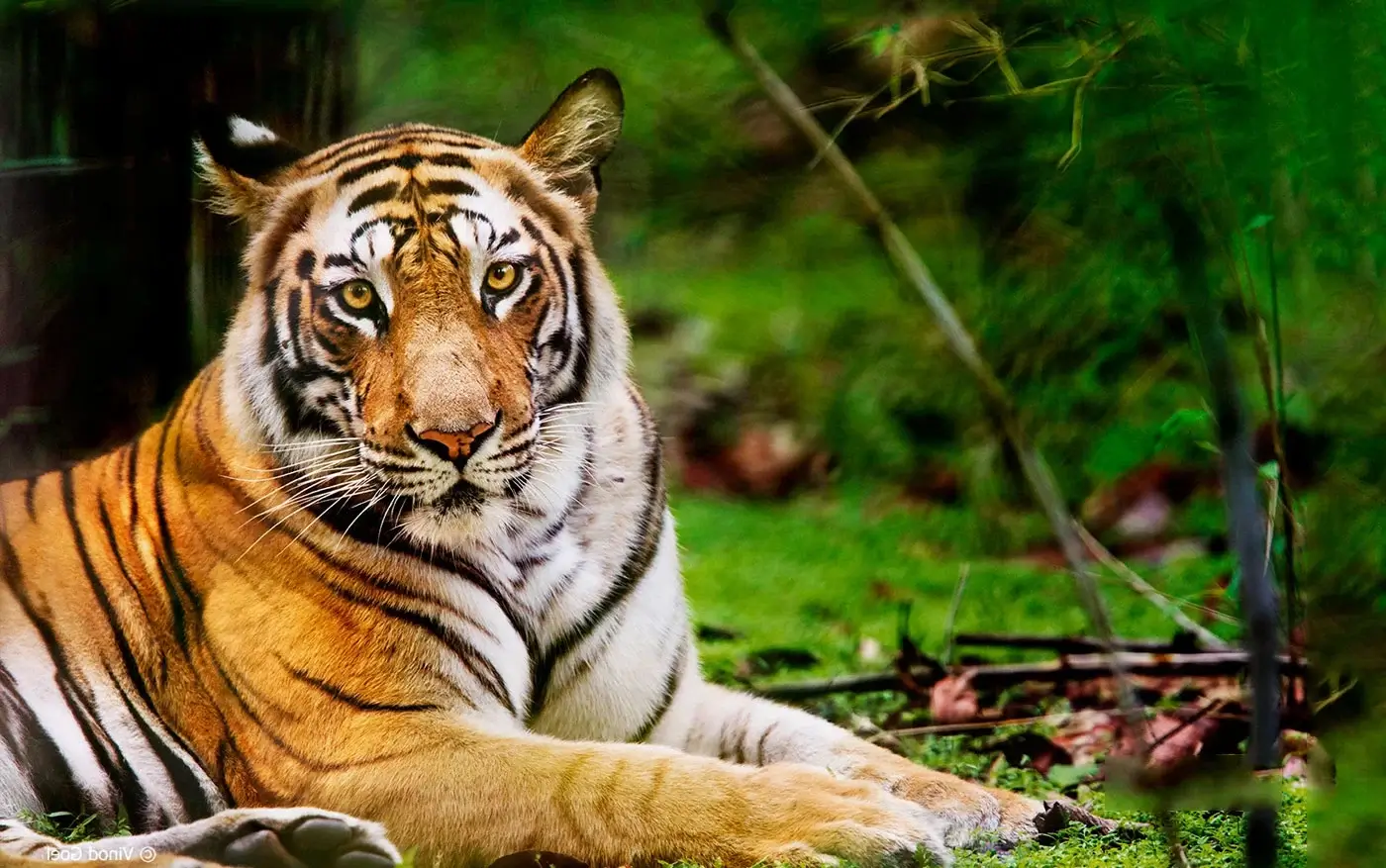 Bandhavgarh National Park