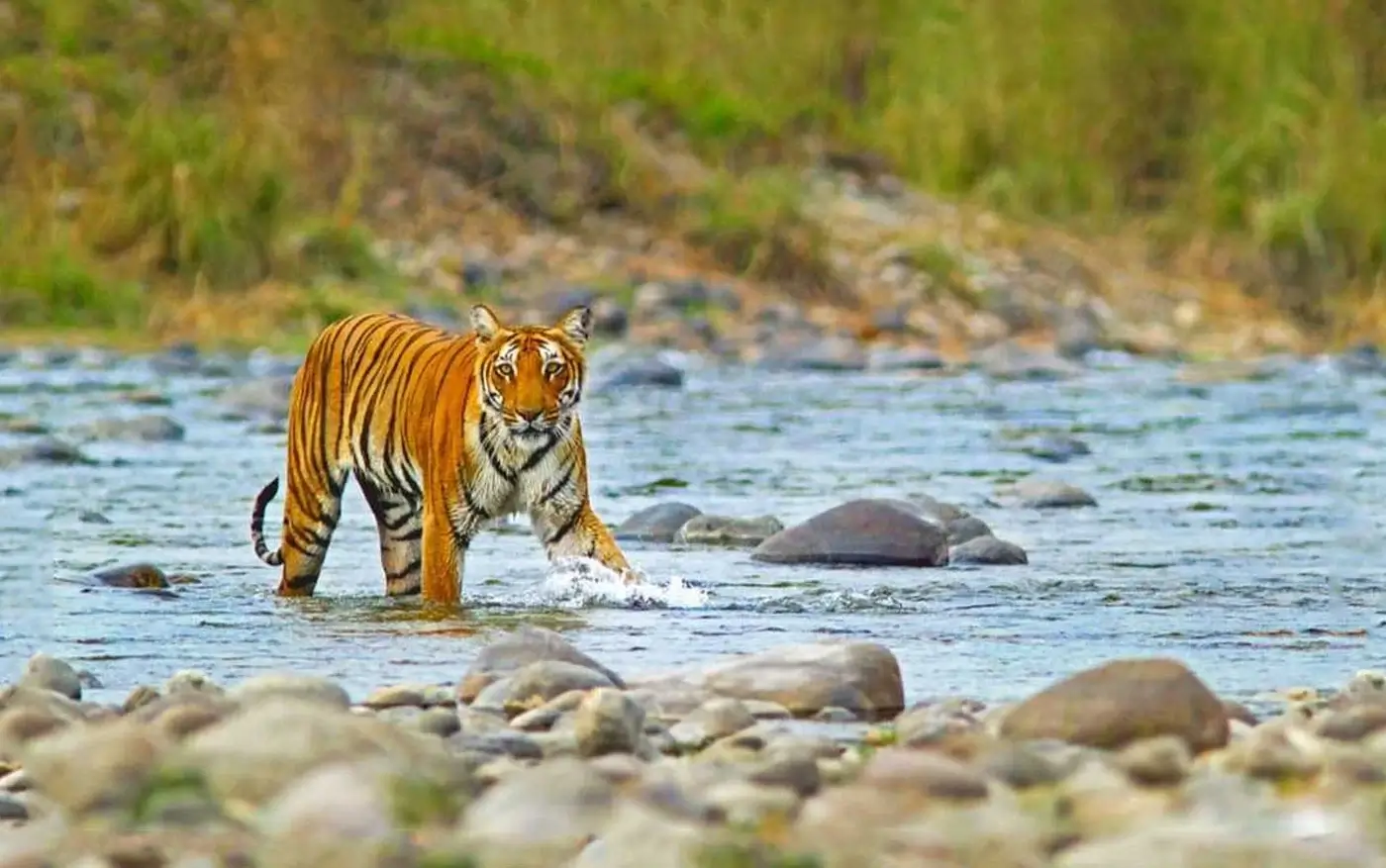 Jim Corbett National Park