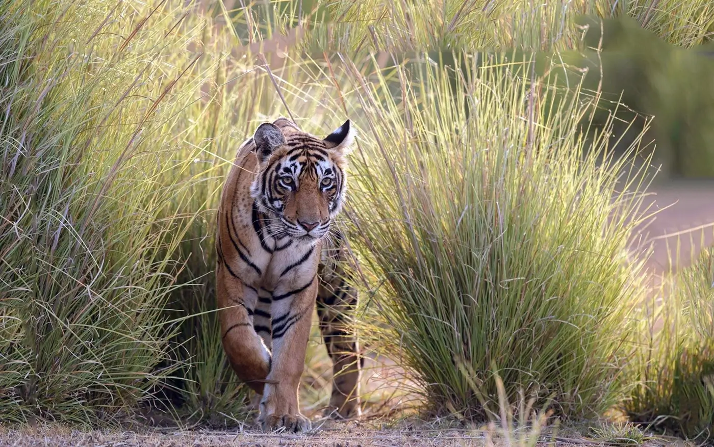 ranthambore safari online booking