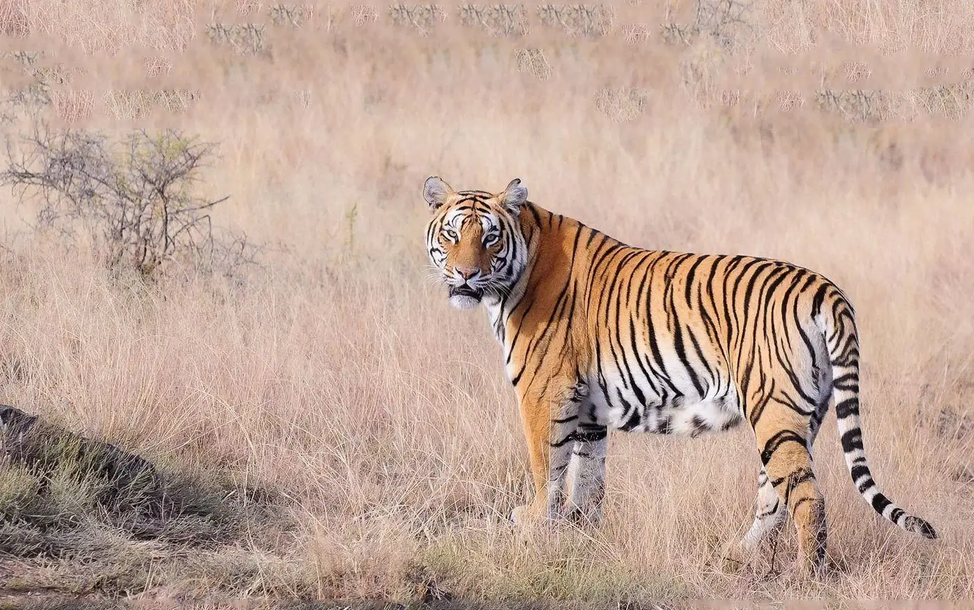 Tadoba national park