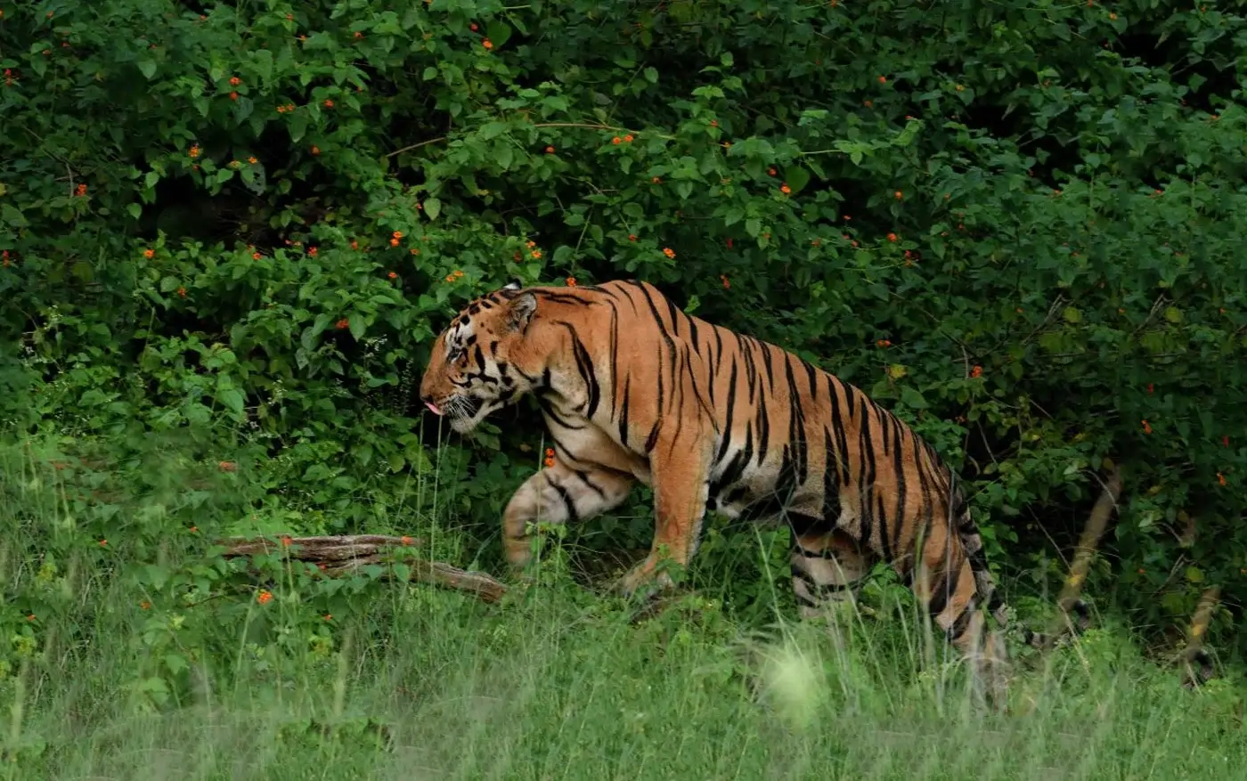 Sariska National Park