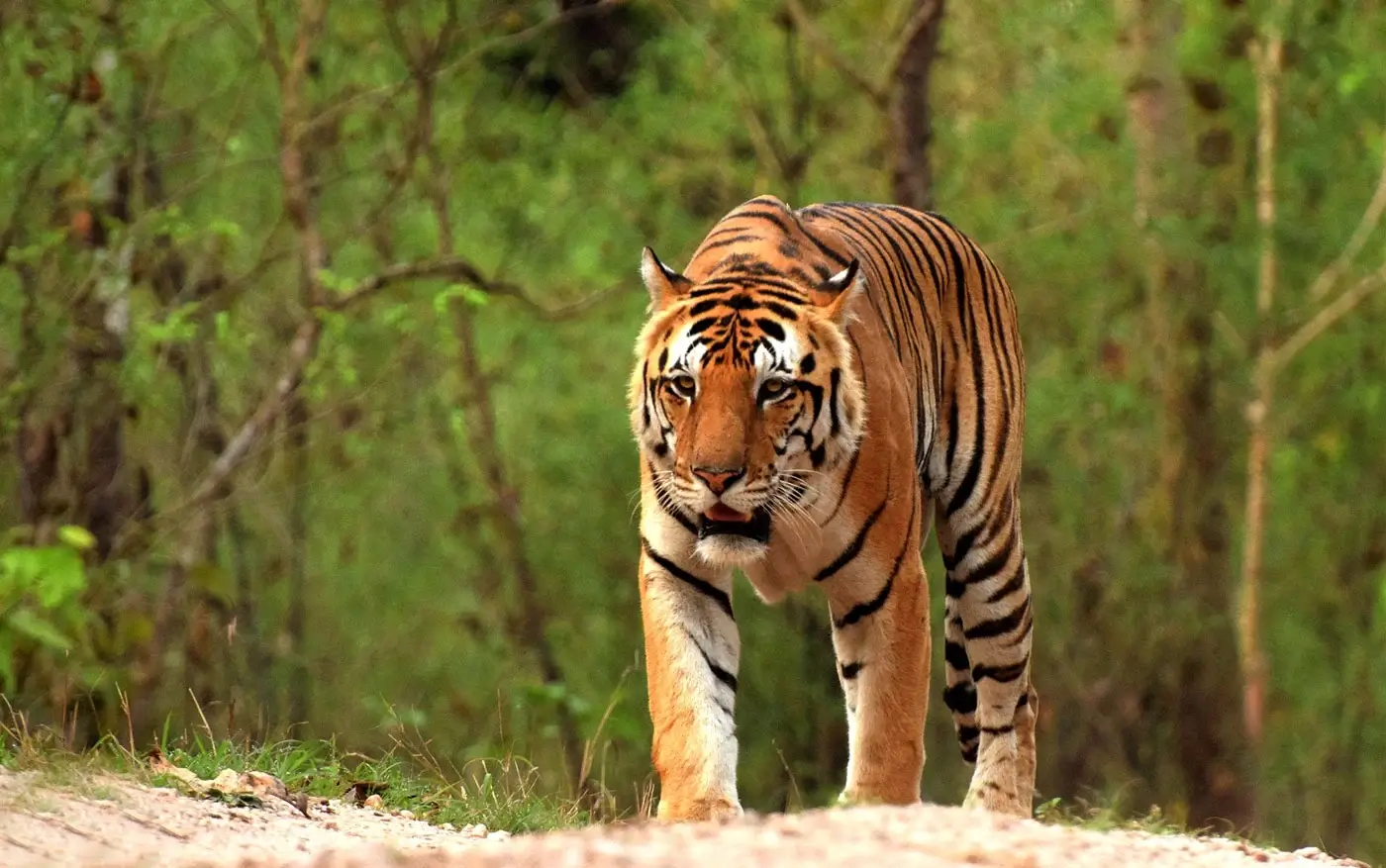 Kanha National Park