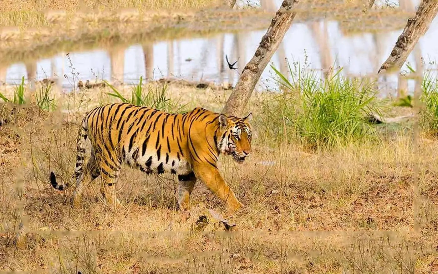 madhya pradesh pench safari online booking