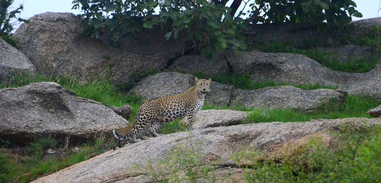 Jawai Leopard Reserve